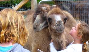 In the morning the host gave us tour of their farm and it was amazing to see so many camels in the farm. About Us Stoneboat Farm Exotics Camels In Door County Wisconsin