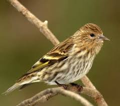 Tarin Des Pins Beautiful Birds Bird Pictures Bird Watcher