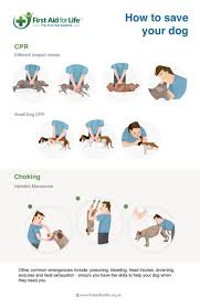 Check spelling or type a new query. 7 First Aid Tips That Could Save Your Dog S Life And Reduce Their Pain