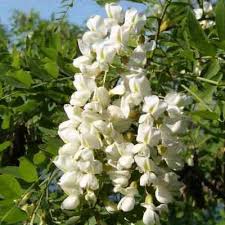 Image result for Styphnolobium