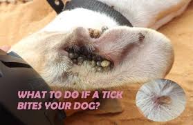 After removal, clean your dog's skin with soap and warm. Pin On Important Info To Remember