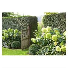 1000 Ideas About Front Yard Hedges On Pinterest Hedges Paving Front Yard Hedges Garden Hedges Hydrangea Garden