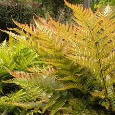 Image result for Dryopteris