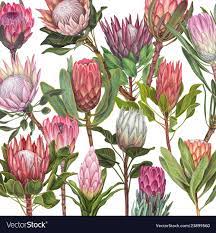 Hand Drawn Flower Vector Image On Vectorstock Flower Illustration Protea Flower Flower Drawing