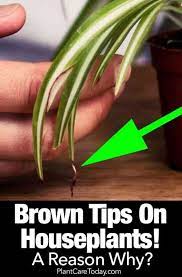 Brown Tips On Houseplants Leaves A Reason Why Plant Care Houseplant Plants Inside Plants