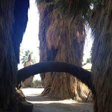 Thousand Palms Palm Springs Ca The San Andreas Fault Line Where The Plate Split Brings Under Ground Wat San Andreas Fault Oh The Places You Ll Go Groundwater