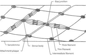 Cardiac muscle vector illustration diagram, anatomical scheme with human heart. Smooth Muscle Chapter 15 Keynes Aidley S Nerve And Muscle