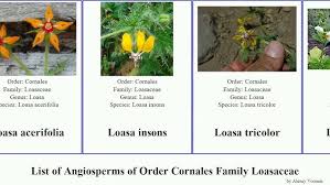 Image result for Hydrostachys insignis