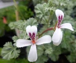 Some people believe that sipping geranium tea can help ease indigestion. Pelargonium Abrotanifolium Stisser Gaertnerei Angermaier 83075 Bad Feilnbach