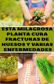 Las plantas que curan la diabetes son: Pin On Bricolaje