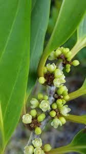 Image result for Casearia battiscombei