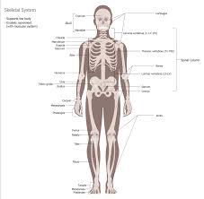 Muscles often contract to hold the body still or in a particular position rather than to cause. Human Anatomy Solution Conceptdraw Com