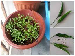 Cara tanam pokok cili padi dalam pasu, polybag & atas tanah 24 july 2020, 8:23 am cili padi, lada atau cabai sememangnya disukai seluruh rakyat malaysia sehinggakan ada yang tanam pokok chili sendiri di rumah kerana keperluan tanaman ini dalam makanan seharian adalah satu kemestian. Ini Cara Paling Mudah Tanam Pokok Cili Memang Rugi Kalau Tak Cuba Pamapedia