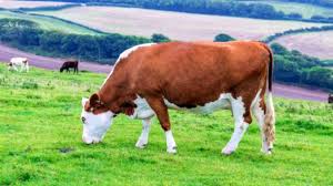 Subvenția europeană cu cel mai mare cuantum pe cap de animal se acordă fermierilor ale căror ovine și caprine sunt înscrise în registrele genelogice ale. Reducere Cele Mai Recente Magazin De Reduceri Cand Se Baga Banii Pe Subventii La Bovine Rawpedia Ro