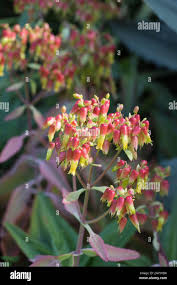 Image result for Kalanchoe gastonis-bonnieri