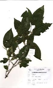 Image result for Nectaropetalum