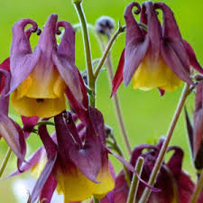 Image result for Aquilegia pompom mix