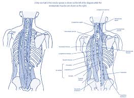 This group also includes the suboccipital muscles of the neck. Level 3 63 Exercise And Fitness Knowledge Lower Back Muscles Amac Training