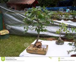 Bangalore Karnataka India August 11 2008 Bonsai Plant Of Peepal Tree At Lalbagh Botanical Garden Editorial Photo Image Of Decor Close 119430841
