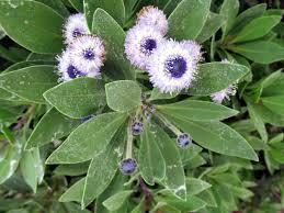 Image result for Scleria globonux