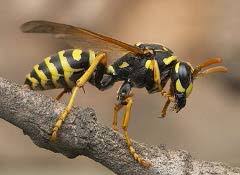 Entomologists explain how to identify them, where they live, and how their sting affects you. Summer In Germany Wasps Bees And Hornets Stuttgartcitizen Com