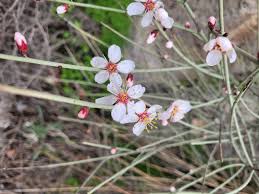 Image result for Scoparia