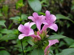 Image result for Barleria randii