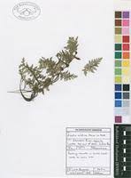 Image result for Azolla nilotica