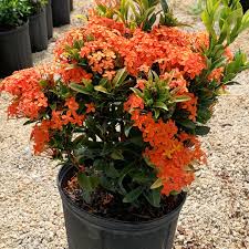 Image result for Ixora nana