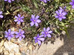 Image result for Aristea