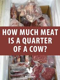 However, you may get the best price per pound when buying a whole cow, which makes it worth the slight hassle of splitting the order between a couple friends or neighbors. How Much Meat Is A Quarter Of A Cow New Life On A Homestead