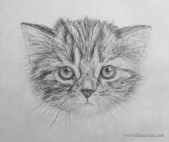 Tutoriale desen pas cu pas. Desene In Creion Cu Animale Deeascumpik Animal Drawings Kitten Drawing Cat Art