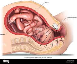 Mother With Fetus At 1 Station Stock Photo Alamy