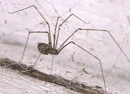 While black widows aren't especially aggressive, they often bite when they feel injury or death is otherwise unavoidable.7 x research source. Don T Fear The Pholcid Daddy Long Legs Venom Is Only Dangerous If You Re An Insect