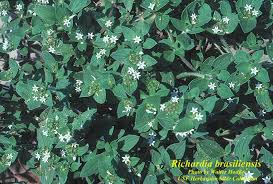 Image result for Richardia brasiliensis