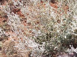 Image result for Aerva javanica