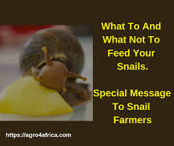 They provide food for all sorts of mammals, birds. Mbazu Chibuzor What Do Garden Snails Eat Snails Need Facebook