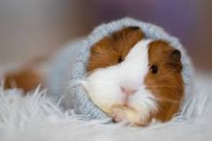 Image result