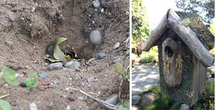 Bombus) , indeed, do make honey. About Bumble Bees Xerces Society