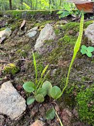 Image result for Ophioglossum reticulatum