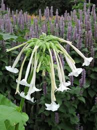 Image result for Nicotiana
