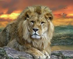 1080p Hd Animal Wallpapers Free High Quality Desktop Iphone And Android Background And Wallpaper Animals Wall In 2020 Best Pet Birds Wild Animal Wallpaper Animals