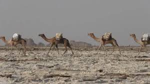 Find caravans for sale in australia. Desert Caravan Stock Footage Royalty Free Stock Videos Pond5