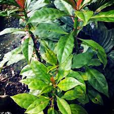 Mempunyai bunga yang berwarna oren. Jarum 7 Bilah Pereskia Sacharosa Keratan Batang Plant Cuttings Shopee Malaysia