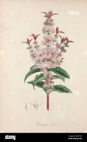 Image result for Vismia orientalis