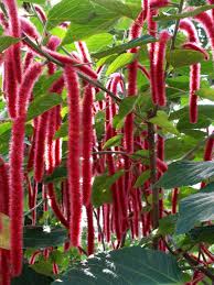 Image result for Acalypha hispida