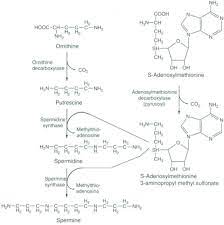 The specificity of rat prostatic spermidine synthase and spermine synthase with respect to the amine acceptor of. Spermidine Synthase An Overview Sciencedirect Topics