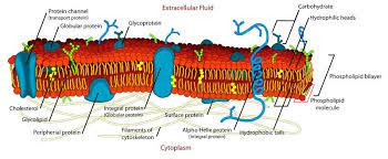 What Is The Difference Between Glycolipid And Glycoprotein Pediaa Com Plasma Membrane Extracellular Fluid Cell Membrane