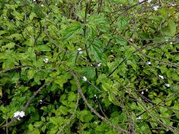 Image result for Stachytarpheta cayennensis