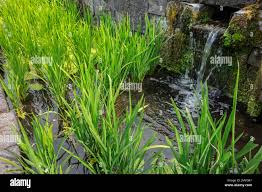 Image result for Oryza longistaminata